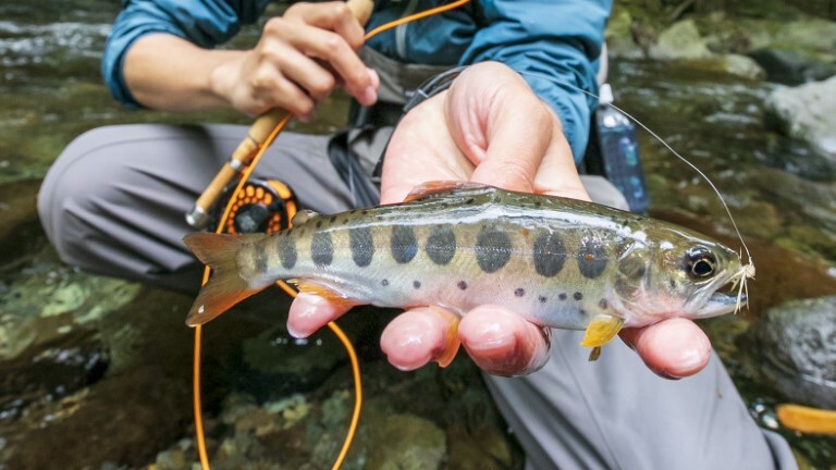 TECHNICAL FLY ADAMAS フライロッド 7’6” ＃3～＃4  Master 渓流 河川 湖 フィッシング 西岡店 shizenmankituya_ym-001-357